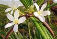 Plumeria Alba